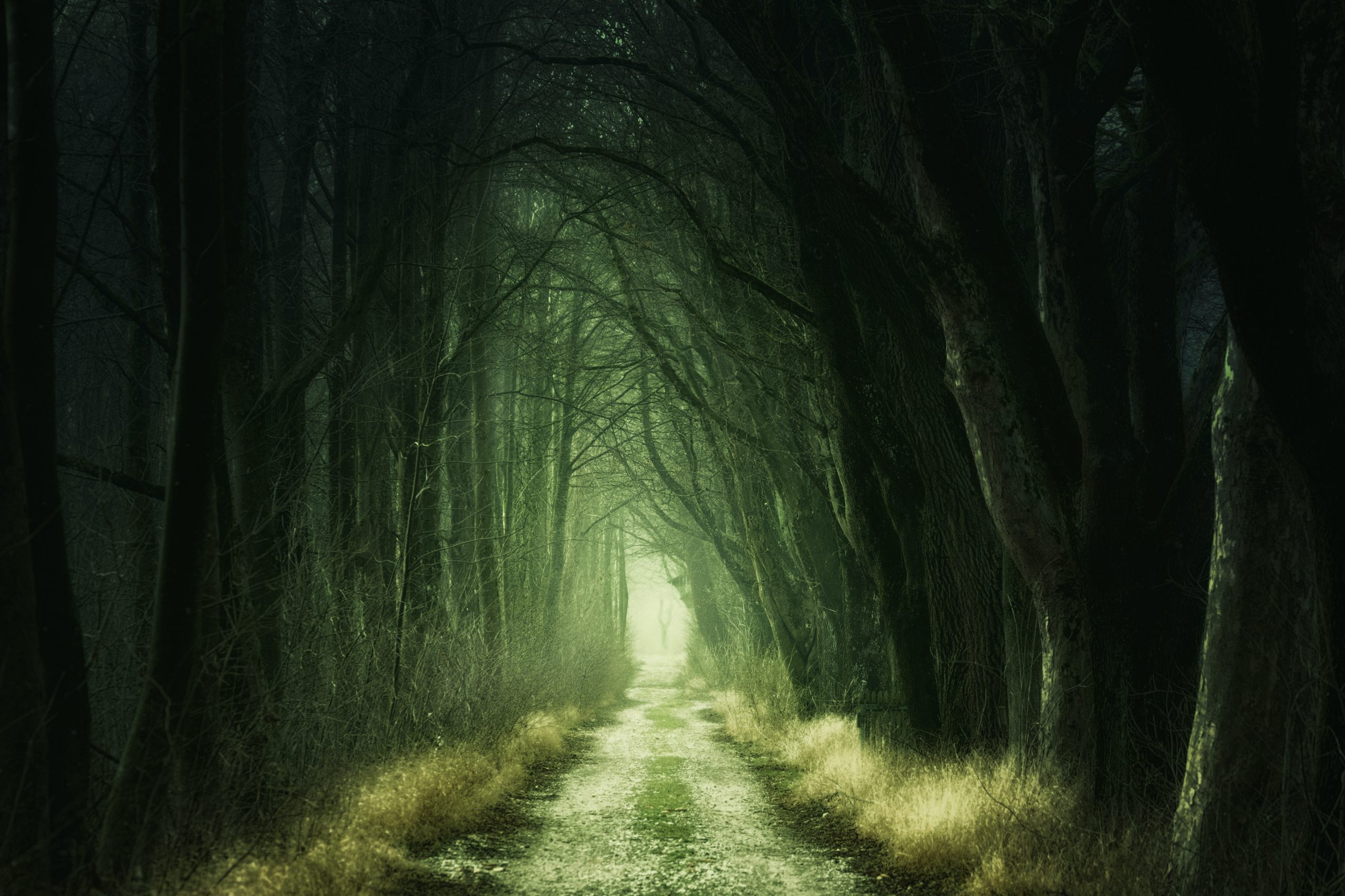 eerie woods with lonely road leading out