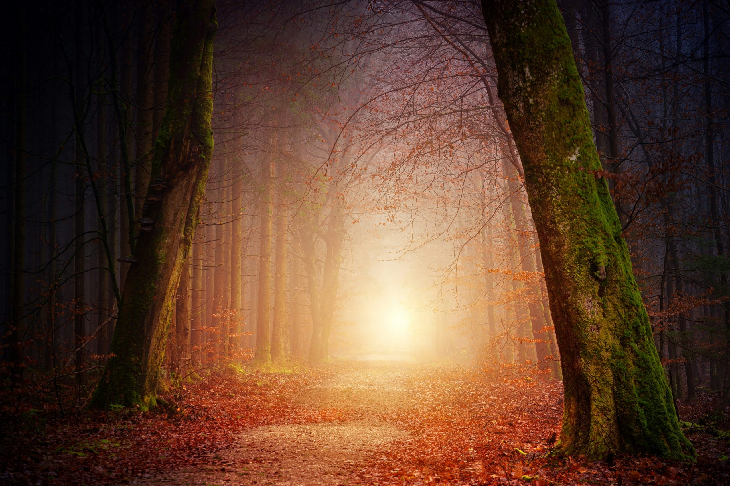 eerie enchanted woods trees with glowing light